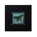 Butterfly 1 Framed Wall Art Black Contemporary