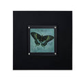 Butterfly 2 Framed Wall Art Black