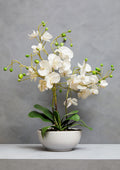 Fiori White Orchid In White Pot