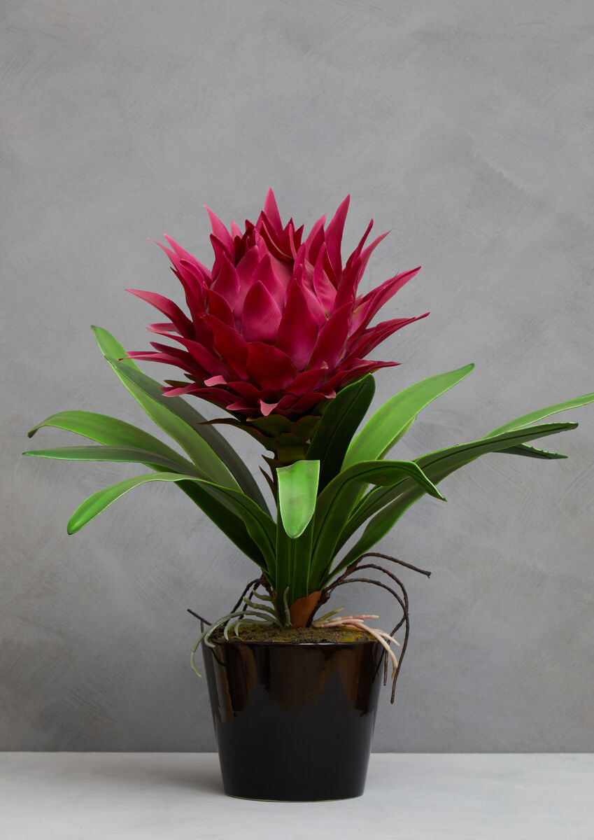 Fiori Pink Tropical Plant With Black Ceramic Pot