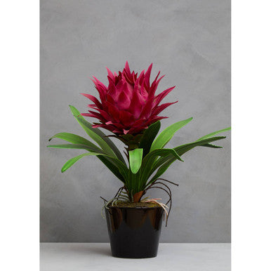 Fiori Pink Tropical Plant With Black Ceramic Pot