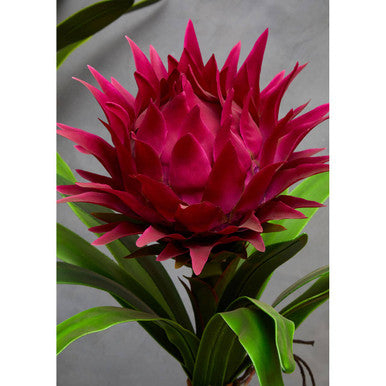 Fiori Pink Tropical Plant With Black Ceramic Pot