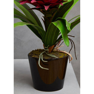 Fiori Pink Tropical Plant With Black Ceramic Pot