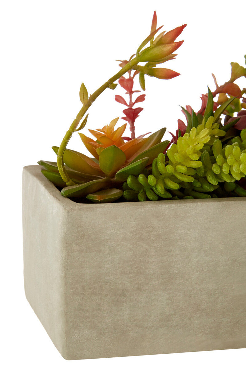 Fiori Mixed Succulents With Cement Pot