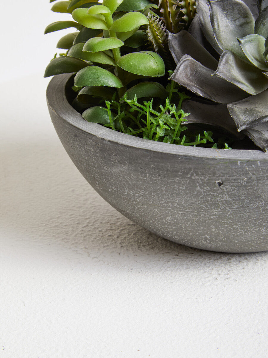 Fiori Mixed Succulent In Stone Pot