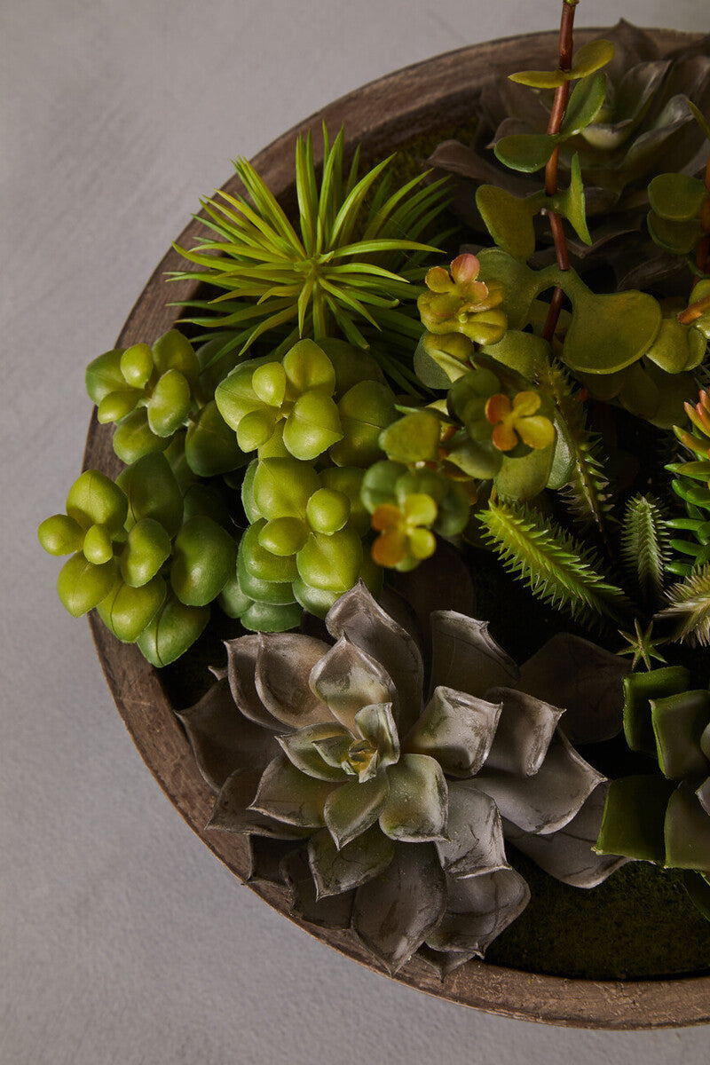 Fiori Mixed Succulent In Stone Pot