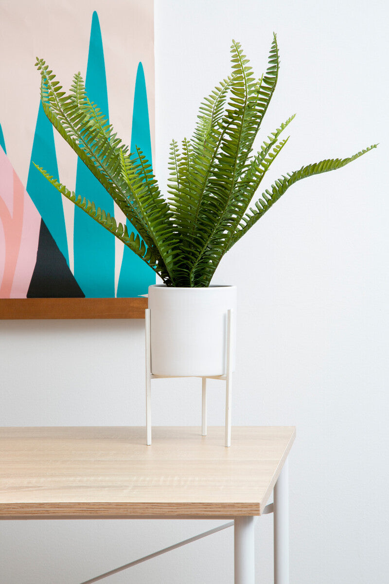 Fiori Fern In White Cement Pot On Stand