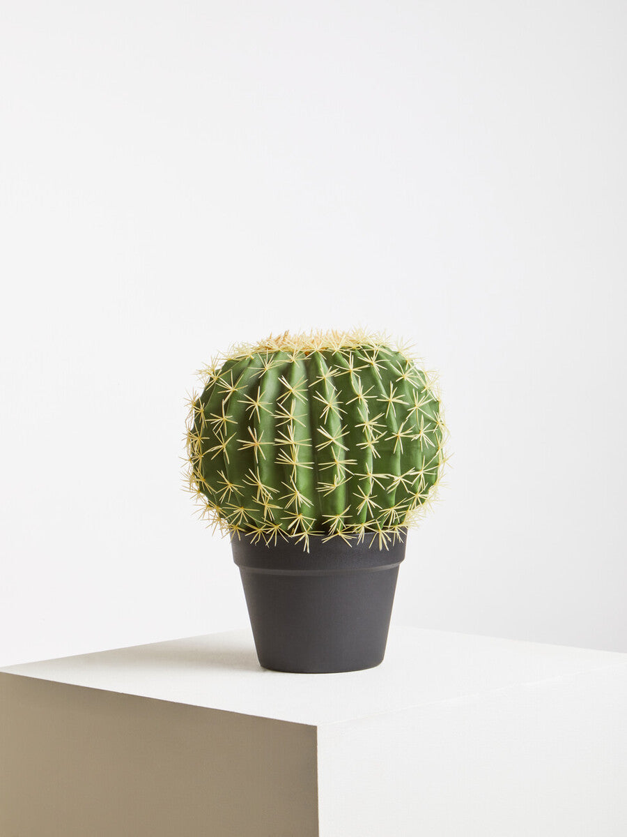 Fiori Round Cactus In Pot Green