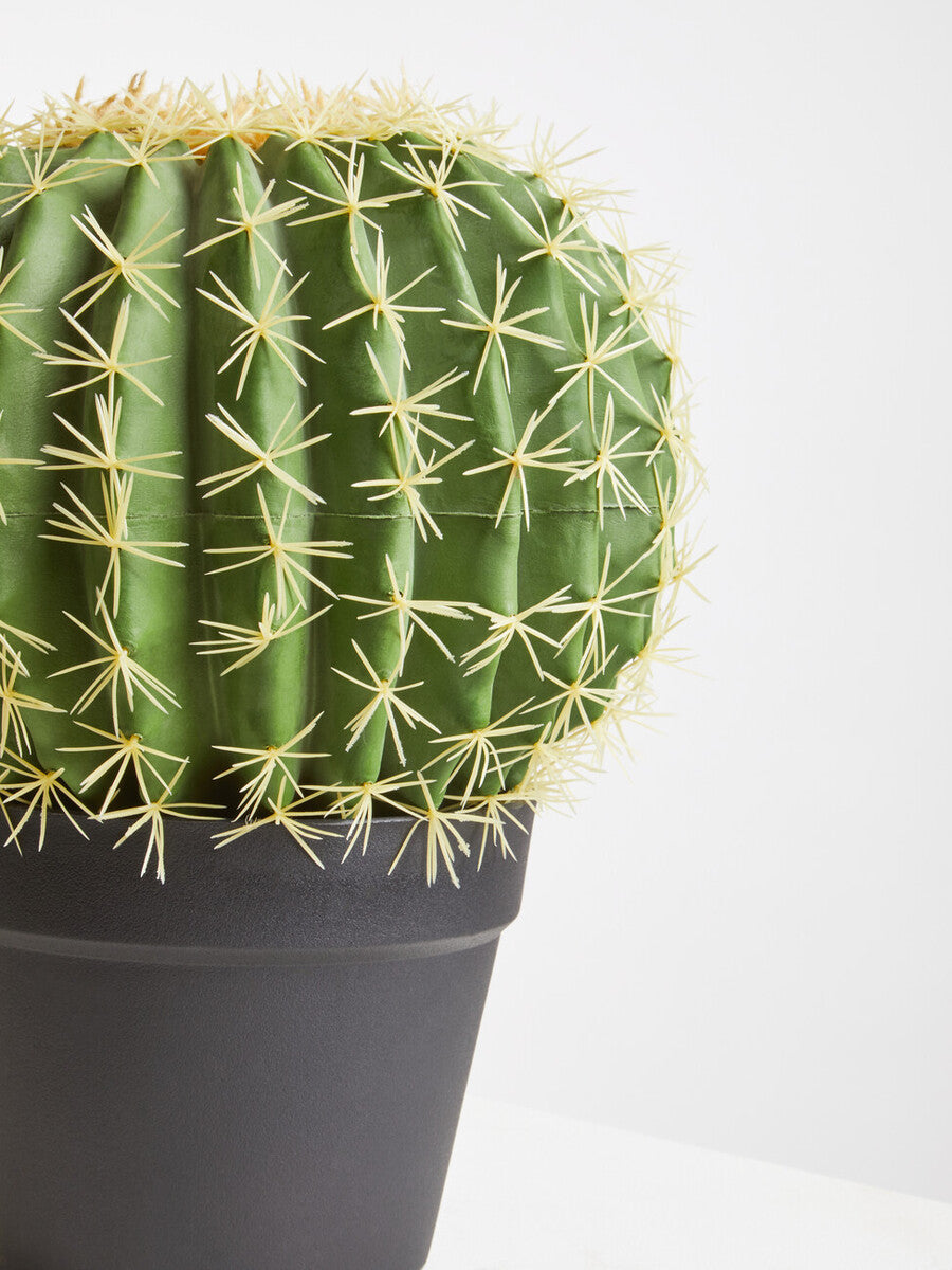 Fiori Round Cactus In Pot Green