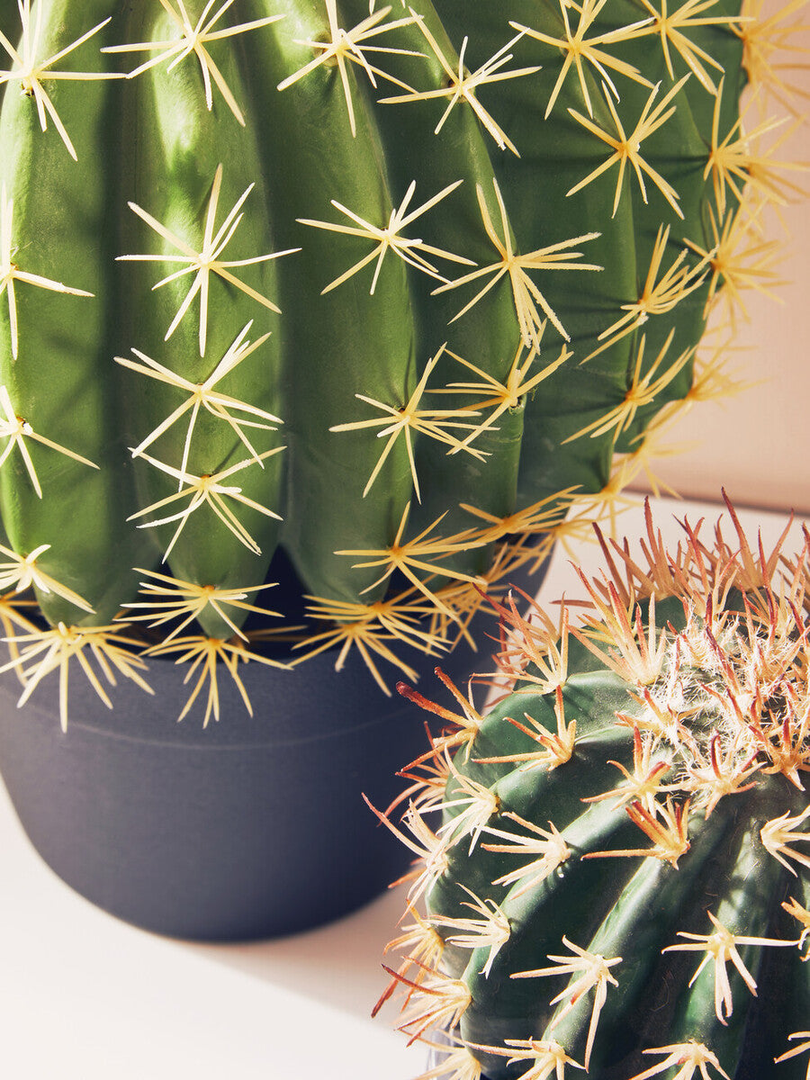 Fiori Round Cactus In Pot Green