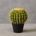 Fiori Round Cactus In Pot Green