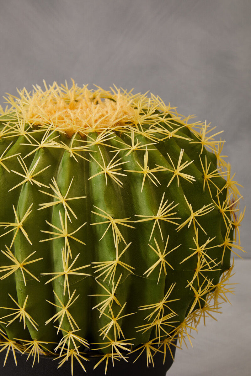 Fiori Round Cactus In Pot Green