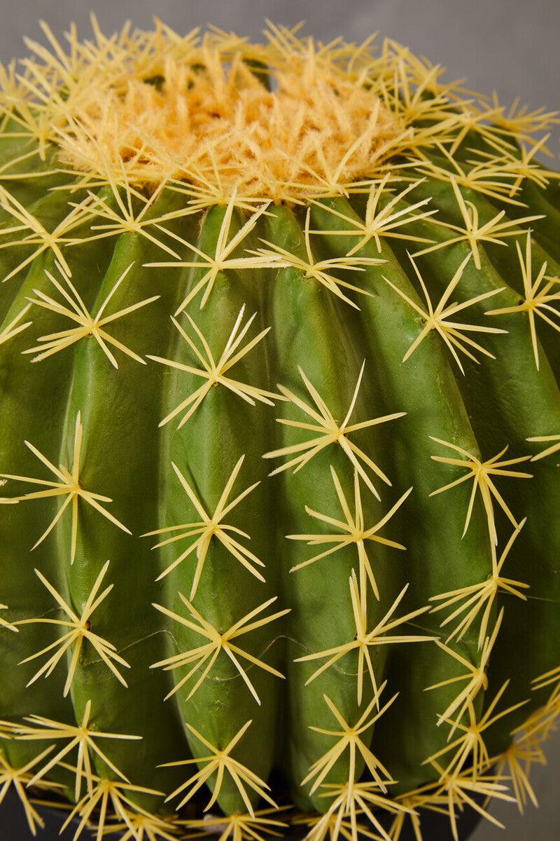 Fiori Round Cactus In Pot Green