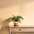 Sorrell Small White Planter