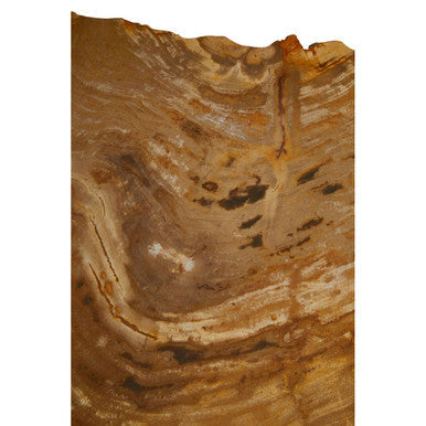 Natural Small Rustic Petrified Wood Top Side Table With Silver Metal Frame, Relic