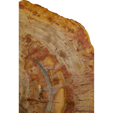 Natural Large Rustic Petrified Wood Top Side Table With Silver Metal Frame, Relic