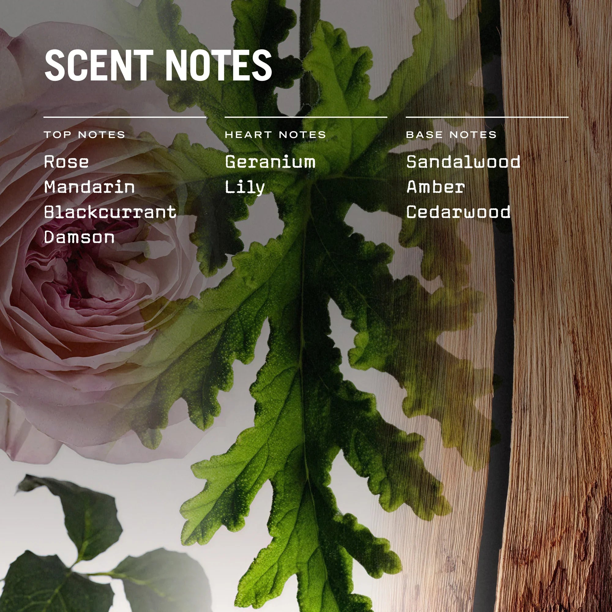 Medina Rose 250g Scented Soy Candle